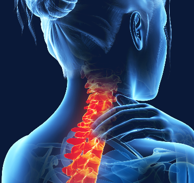 Image of the anatomy of the neck.